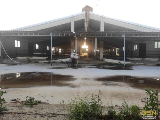 26-İZMİR DİKİLİ BAHÇELİ MAHALLESİNDE DENİZE 3. PARSEL 48.000 M2 İÇERİSİNDE KURULU 4000 BÜYÜKBAŞLIK RUHSATLI ÇİFTLİK